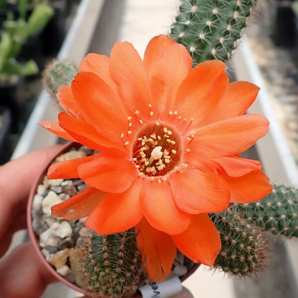 Chamaecereus silvestrii Orange Blüte