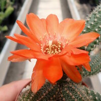 Chamaecereus silvestrii Orange Blüte