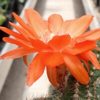 Chamaecereus silvestrii Orange Blüte