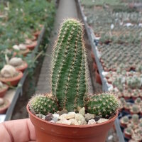 Chamaecereus silvestrii Orange Blüte