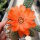 Chamaecereus silvestrii Orange Blüte