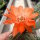Chamaecereus silvestrii Orange Blüte