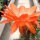 Chamaecereus silvestrii Orange Blüte