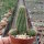 Chamaecereus silvestrii Orange Blüte