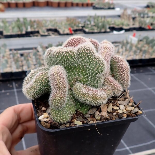 Chamaecereus silvestrii cristata (dw)