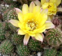 Chamaecereus silvestrii-Hybr. Gelbe Blüte