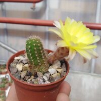 Chamaecereus silvestrii-Hybr. Gelbe Blüte