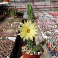 Chamaecereus silvestrii-Hybr. Gelbe Blüte