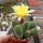 Chamaecereus silvestrii-Hybr. Gelbe Blüte