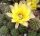 Chamaecereus silvestrii-Hybr. Gelbe Blüte