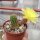 Chamaecereus silvestrii-Hybr. Gelbe Blüte