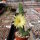 Chamaecereus silvestrii-Hybr. Gelbe Blüte