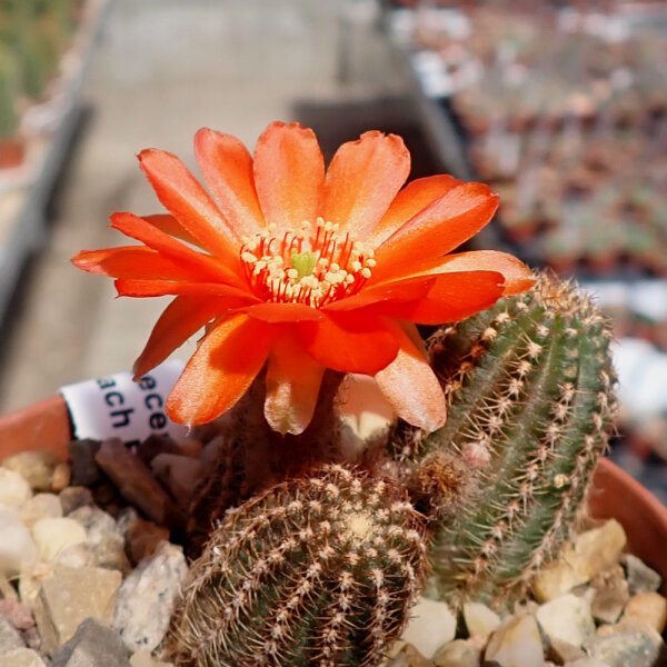 Chamaecereus silvestrii-Hybr. Scharlach Blüte