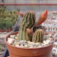 Chamaecereus silvestrii-Hybr. Scharlach Blüte