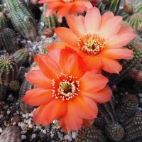 Chamaecereus silvestrii-Hybr. Scharlach Blüte