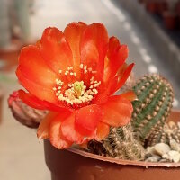 Chamaecereus silvestrii-Hybr. Scharlach Blüte
