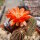 Chamaecereus silvestrii-Hybr. Scharlach Blüte