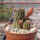 Chamaecereus silvestrii-Hybr. Scharlach Blüte
