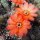 Chamaecereus silvestrii-Hybr. Scharlach Blüte