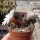 Chamaecereus silvestrii-Hybr. White Flower