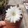 Chamaecereus silvestrii-Hybr. White Flower