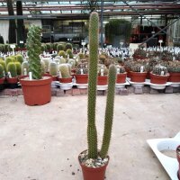Cleistocactus baumannii ssp. horstii HU 373