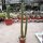 Cleistocactus baumannii ssp. horstii HU 373