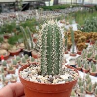 Cleistocactus brookei