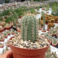 Cleistocactus brookei