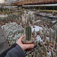 Cleistocactus brookei