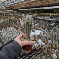 Cleistocactus brookei
