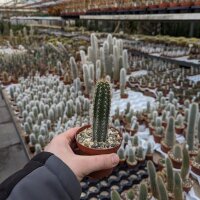 Cleistocactus brookei