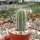 Cleistocactus brookei