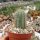 Cleistocactus brookei