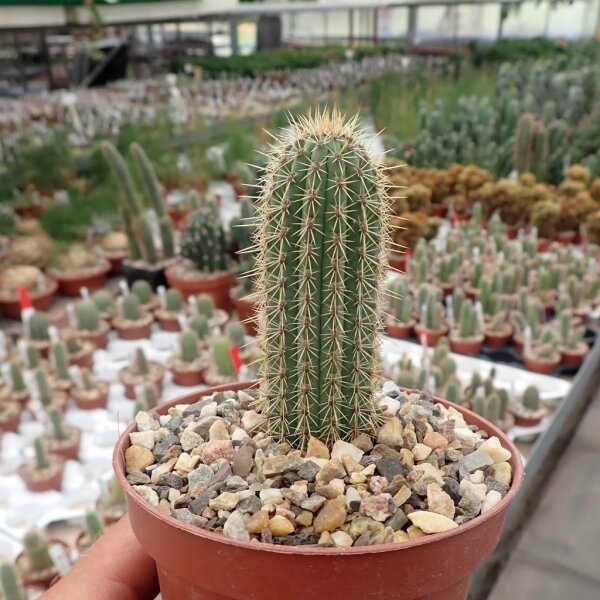 Cleistocactus fusiflorus Comarapa