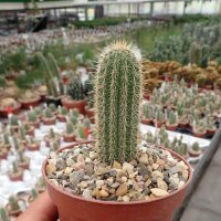 Cleistocactus fusiflorus Comarapa