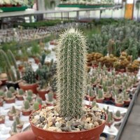 Cleistocactus fusiflorus Comarapa