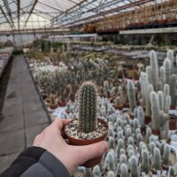 Cleistocactus fusiflorus Comarapa