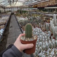 Cleistocactus fusiflorus Comarapa