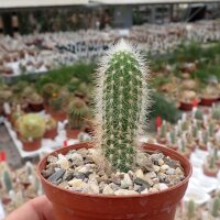 Cleistocactus hildegardiae Cana Cruz, Bolivien