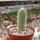Cleistocactus hildegardiae Cana Cruz, Bolivien