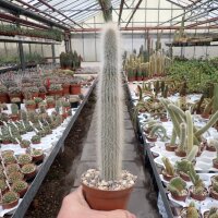 Cleistocactus jujuyensis