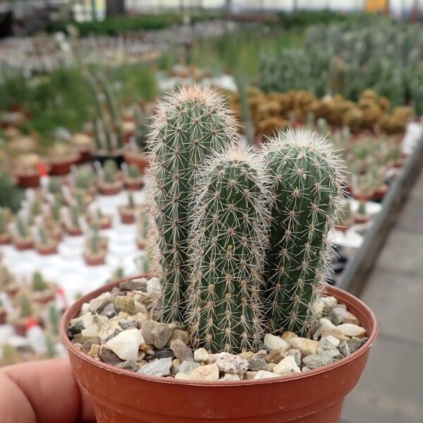 Cleistocactus piraymirensis WK 1022