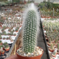 Cleistocactus strausii