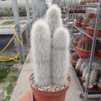 Cleistocactus strausii