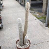 Cleistocactus strausii XL