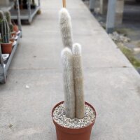 Cleistocactus strausii XL