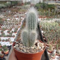 Cleistocactus strausii 3erTuff