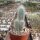 Cleistocactus strausii 3erTuff