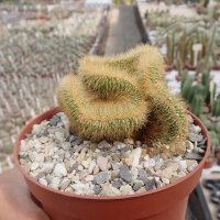 Cleistocactus strausii cristata